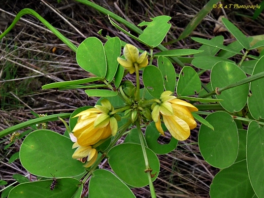 {Senna obtusifolia}